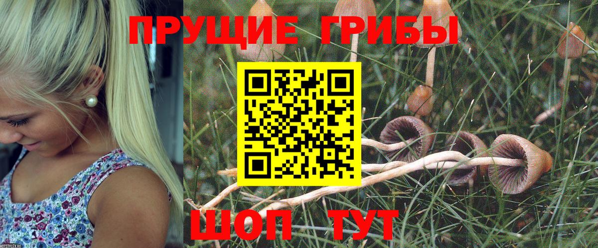 как найти   Галлюциногенные грибы мицелий  Псилоцибиновые грибы Psilocybine cubensis  Вход с VPN  Минеральные Воды 